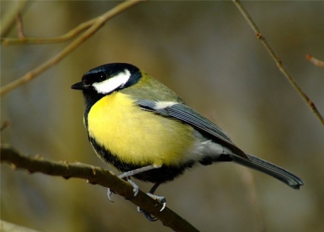 Международный день птиц - 1 апреля