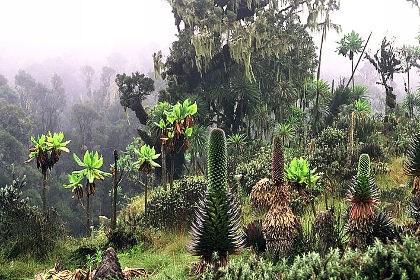 Астробиологи изучили влияние океанов на внеземную жизнь