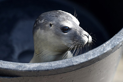 На автостоянке в Уэльсе нашли детеныша тюленя