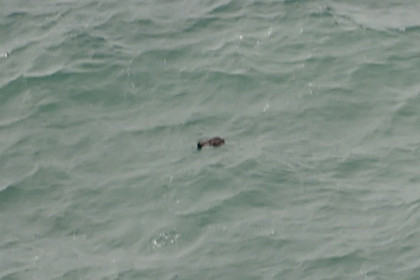 Гидролокаторы нашли корпус самолета AirAsia на дне моря