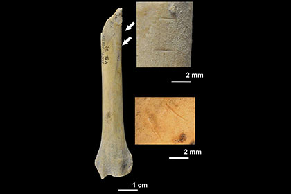 Древних европейцев уличили в поедании кошек и собак