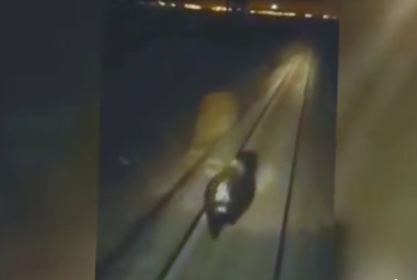 Пытавшихся задавить медведя норильских железнодорожников уволили