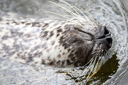 У тюленей нашли уникальные усы-синусоиды
