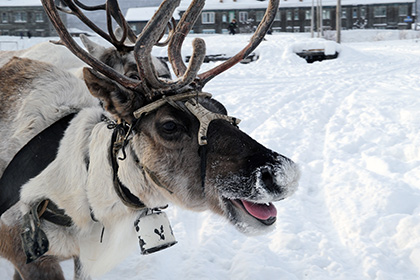 Россиянам предложат тур выходного дня в Арктику