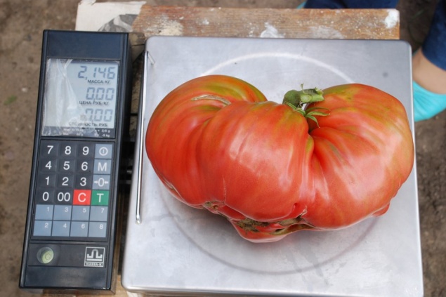 Ачинцев приглашают принять участие в краевом празднике «День Минусинского помидора»