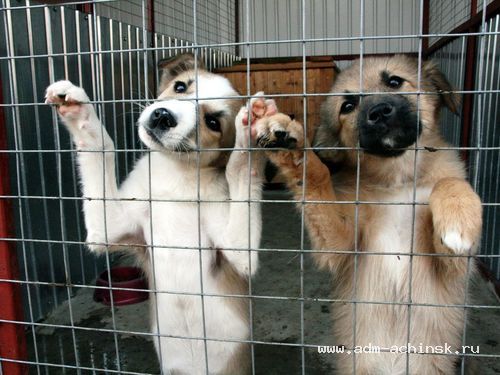 Жителям города рекомендуют передавать данные о бродячих животных