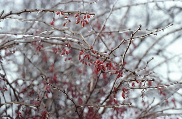 «Погода опережает календарь на месяц»: Красноярск ожидает аномально теплый март