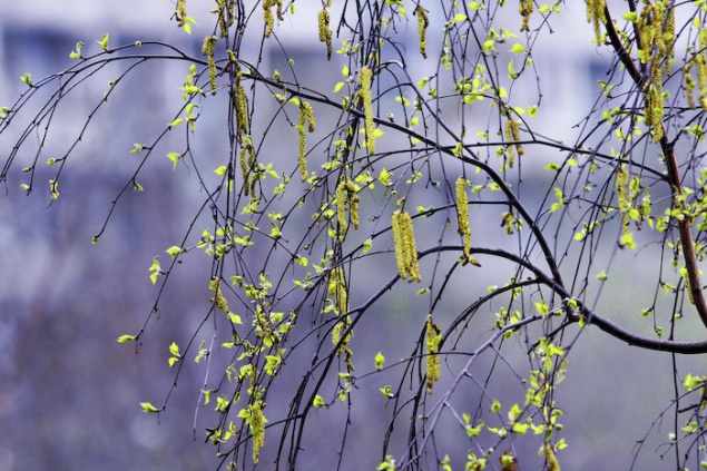 Наступившая неделя в Ачинске будет холодной и снежной