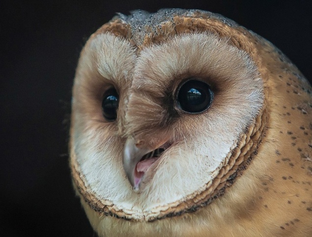 Любящая пугать людей призрачная сова поселилась в зоопарке Красноярска