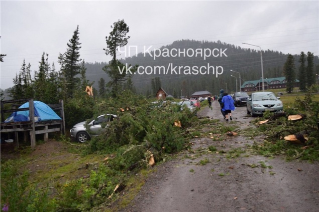 В природном парке «Ергаки» кедр упал на автомобили туристов
