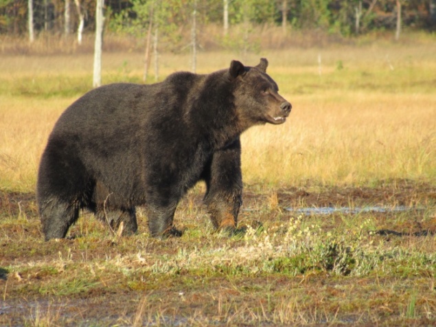 Медведи стали чаще выходить к людям: как вести себя при встрече