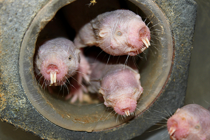 Найден главный механизм старения