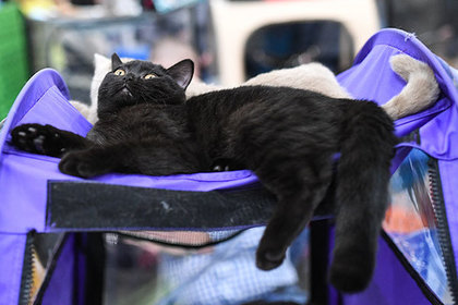Приюты для животных избавились от черных кошек благодаря супергеройскому фильму