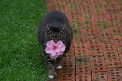 Толстая кошка придумала способ радовать хозяйку и прославилась