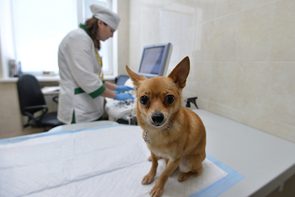 В России решили восстановить вертикаль ветеринарной власти