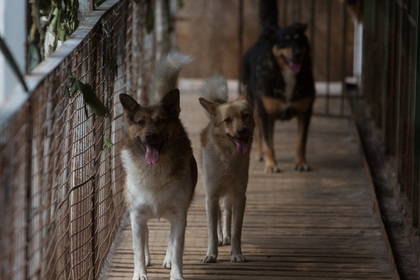 Более 20 изуродованных трупов собак нашли в Комсомольске-на-Амуре