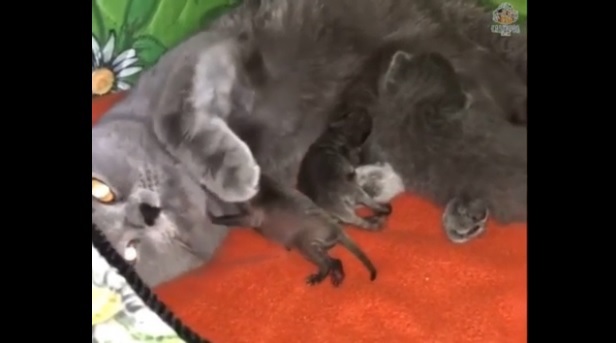 Мама-кошка взяла на воспитание новорожденных енотов