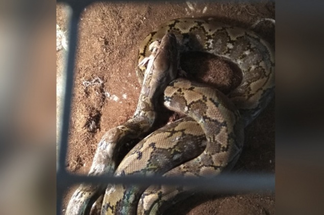 Оставленного на лечение в клинике питона бросили хозяева. Каких необычных животных еще «забывают»?
