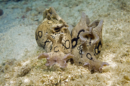 Впервые осуществлена пересадка памяти между живыми существами