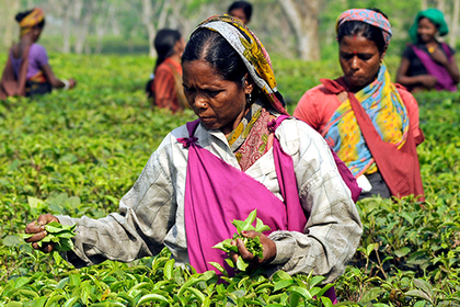 В чае нашли лекарство от рака