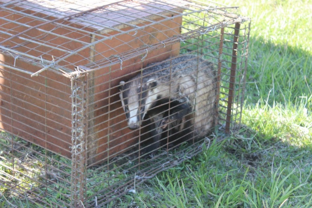 В Красноярском крае сотрудники полиции выпустили в дикую среду барсука