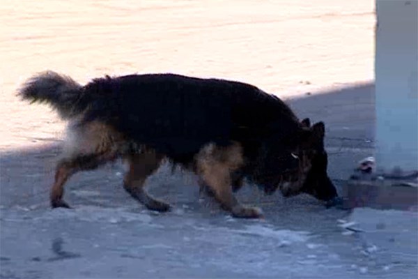 На севере края собака ГУФСИН помогла раскрыть убийство без свидетелей