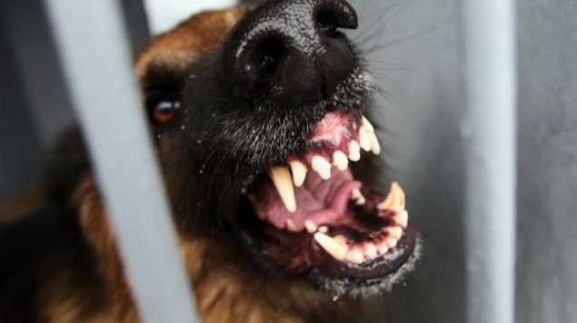 Из-за бешеной коровы собаки и кошки Ужурского района попали под карантин