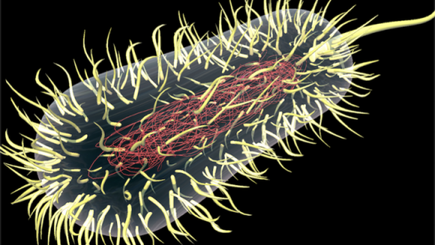 Ученые увидели процесс приобретения бактериями устойчивости к антибиотикам