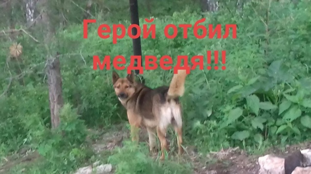 В Водниках медведь подрал собаку