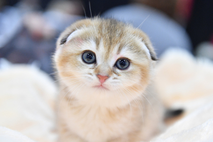 Тысячи россиян потребовали наказать зарубившую топором котенка девушку