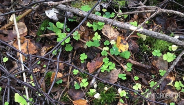 Под Красноярском за сутки пропали 2 грибника