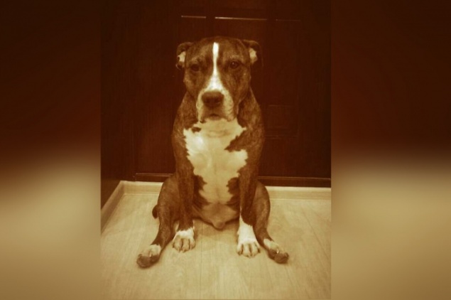 Мужчина убил стаффа на глазах хозяйки из-за того, что тот был без намордника