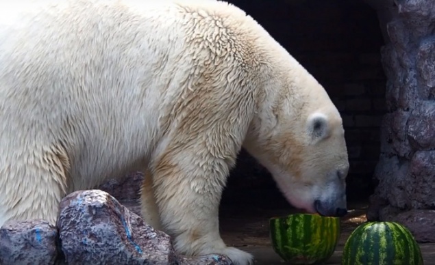 Медведицу Аврору из «Роева ручья» накормили арбузом