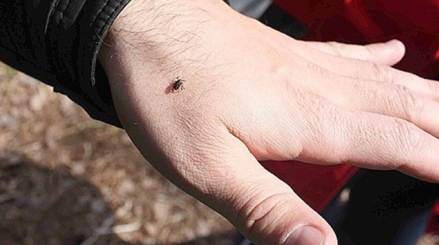 В Красноярском крае клещи всё ещё голодные