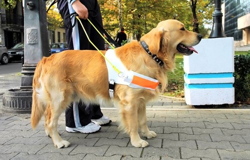 В Красноярском крае инвалида с собакой-поводырём не пустили в магазин