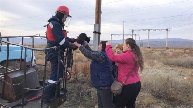 Поселок в Туве обесточили ради спасения кота. Животное голодало 3 дня
