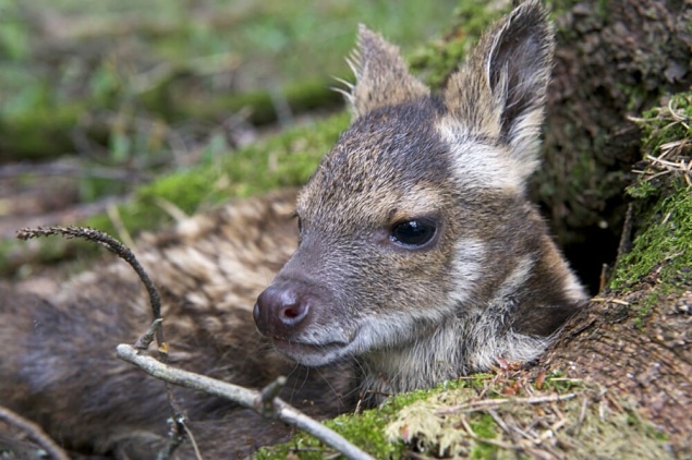 Житель края устроил в заповеднике жестокую охоту на краснокнижных животных