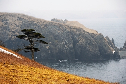 Отдать Курилы Японии захотело больше россиян