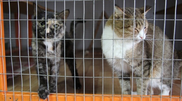 В ачинском приюте «Доброе сердце» мёрзнут животные