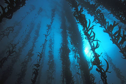 Под землей нашли затерянный мир