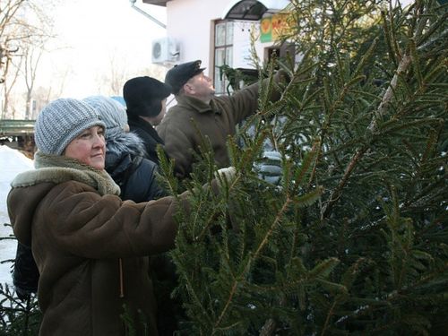 В Ачинске определены места под елочные базары