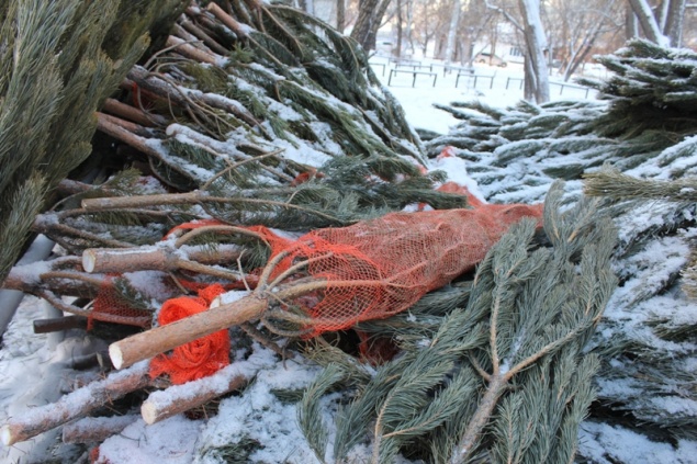 Полицейские предупреждают граждан об ответственности за самовольную рубку новогодних елей