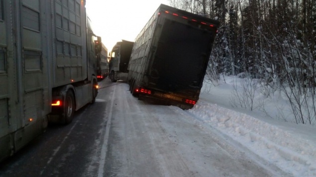 Под Красноярском в лютый мороз в кювет съехала фура с датскими коровами