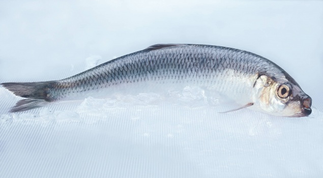 Российский берег завалило селедкой