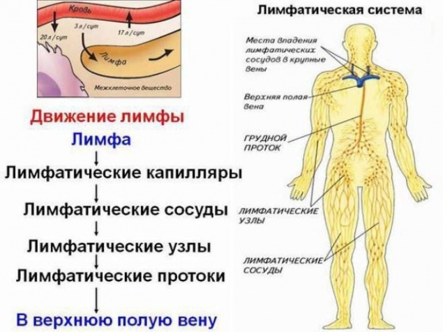 НИКОГДА НЕ ДОПУСКАЙТЕ ЗАСТОЯ ЛИМФЫ