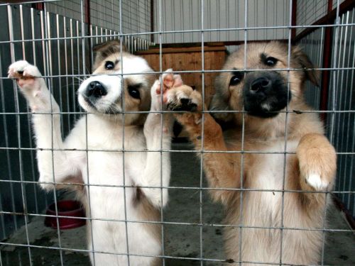 Добровольцы молодежного центра «Сибирь» объявляют сбор благотворительной помощи для приюта бездомных животных «Доброе Сердце»