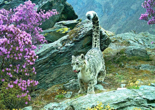 На территорию Красноярского края могут выпустить исчезающих снежных барсов