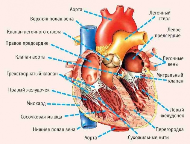 СИМПТОМЫ,УКАЗЫВАЮЩИЕ НА СЕРЬЕЗНЫЕ ПРОБЛЕМЫ С СЕРДЦЕМ