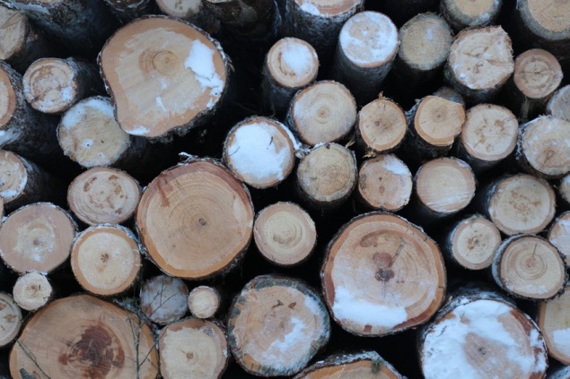 Красноярский край установил рекорд по лесозаготовке