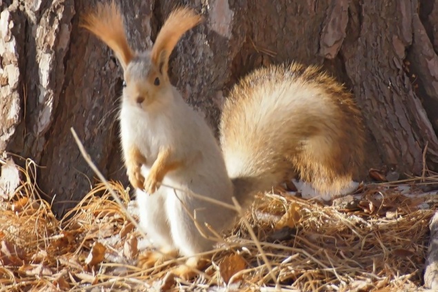У зверька-символа «Шушенского бора» с опозданием начался период страстей и агрессии